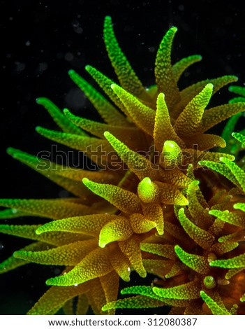 Beautiful coral details in Night Dive