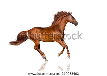 Handsome red horse with long mane run gallop