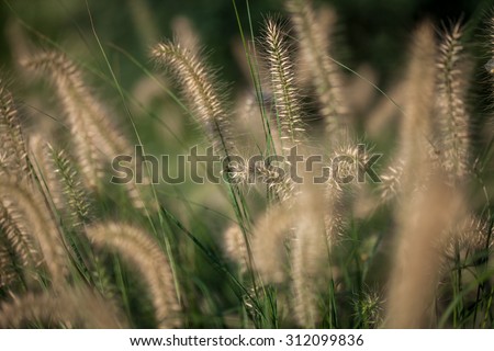 Color picture of decorative grass in a park