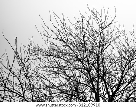silhouette tree branches