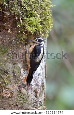 Hairy woodpecker female nesting