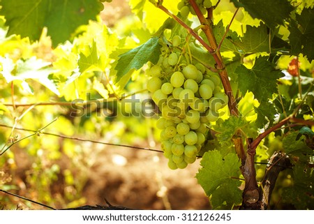 White grapes on a branch
