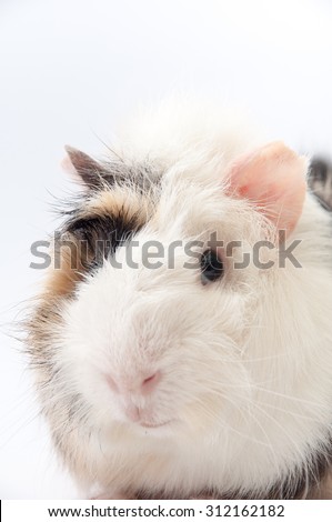 Beautiful black and white guinea pig on a white background.
