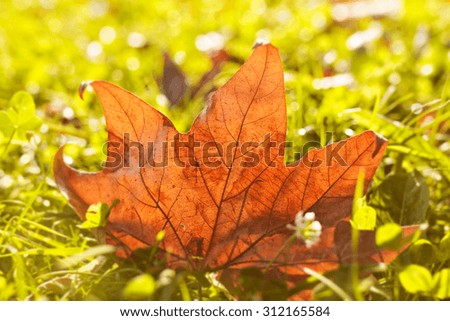 Orange autumn leaf in a grass