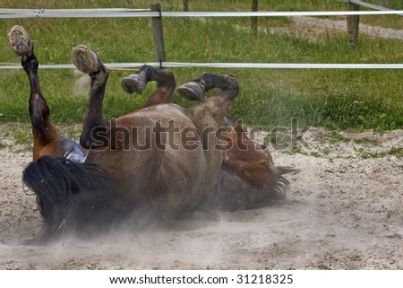 here you can see a picture of a rolling horse in the sand.