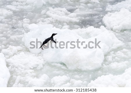 Little penguin on the ice piece in the ocean