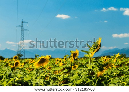 sunflowers field in the countryside of Friuli Venezia-Giulia, Italy