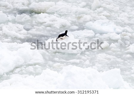 Little penguin on the ice piece in the ocean