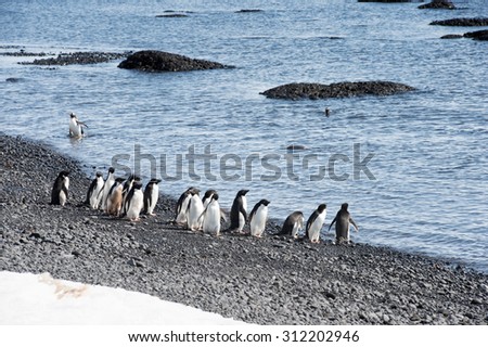 Penguins on the coast of the ocean