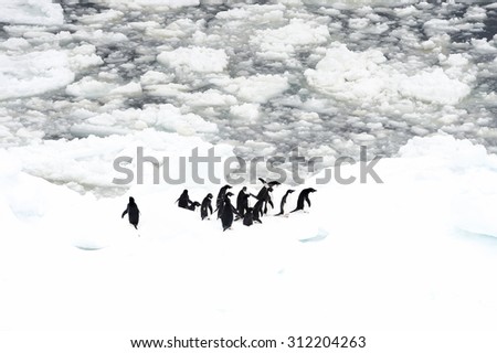 Penguins on the ice piece in the ocean