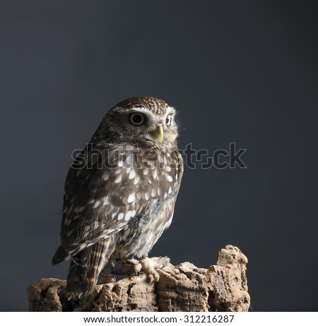 Little Owl (Athene noctua), Low key picture of owl on perch looking to the right. Picture taken in studio with flash against a dark grey background.