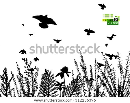 Silhouette grass flowers with birds. Vector