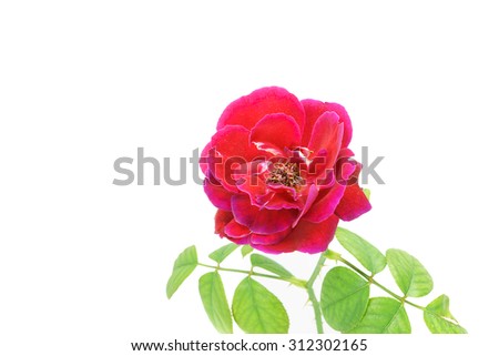 Select focus and closeup Fresh roses with stems and leaves on a white background makes it look even more stunning .