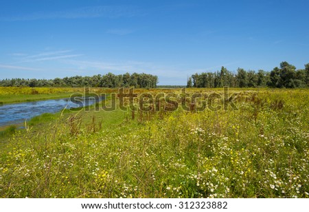 Reed along the shore of a lake in summer 