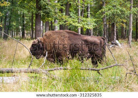 russian bison in Prioksko-Terrasniy Nature Reserve