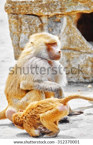 Hamadryas Baboon Monkey in its natural habitat of the wild.
