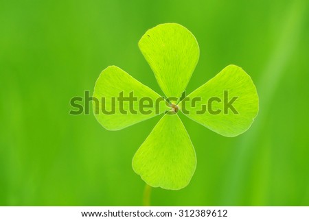 Water clover with green background.