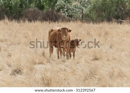 mixed cow in the field with a calf
