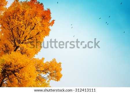 Colorful foliage in the autumn park/ Autumn leaves sky background/ Autumn Trees Leaves in vintage color Royalty-Free Stock Photo #312413111