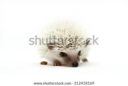 cute small hedgehog baby