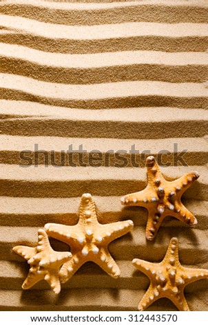 Four sea stars on a striped sandy background.