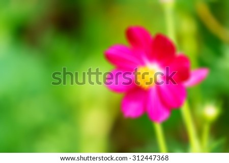 Blurred Pink cosmos flowers bloom in the morning breeze blows constantly looking to blur the image is not clear , but it is still pretty colorful flowers .