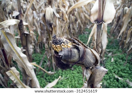 Whole corn field with fruit on the stem.