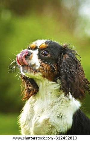 fun bored cavalier king charles spaniel dog outdoors