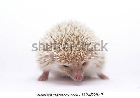 beautiful angry african pygmy hedgehog baby in white background