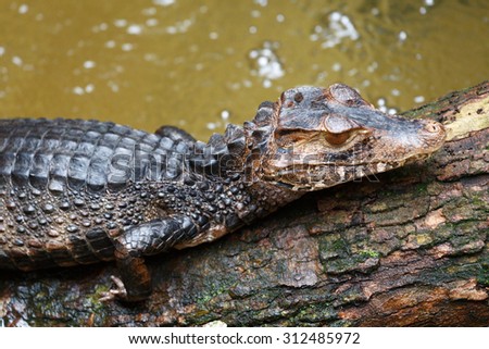 Crocodile baby
