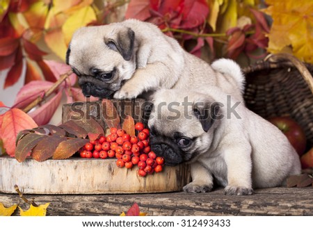 pug puppy and rowan berries