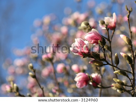 spring - April - trees