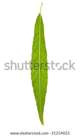 Willow leaf isolated on the white