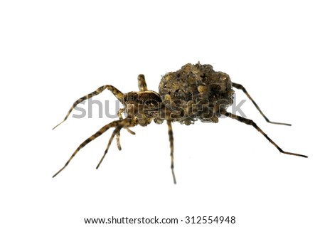 Pardosa sp. wolf spider isolated on white.