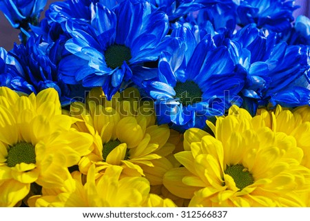 yellow and blue daisies