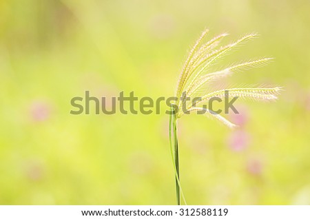 Grass flower plants on sunset light blurry backgrounds