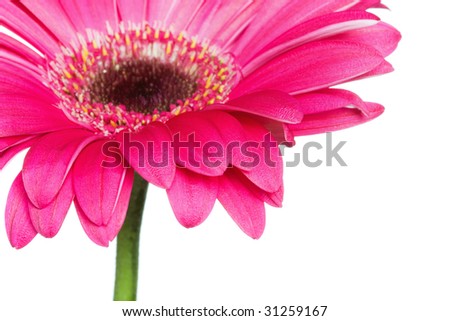 closeup of a pink gerbera daisy with copy space, selective focus on foreground petals