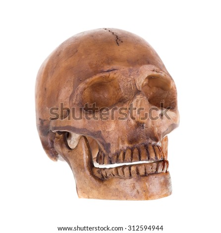 Human skull isolated on a white background