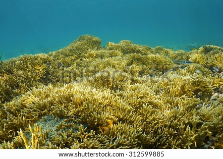 Underwater landscape, seabed covered by colonies of branching fire coral, Millepora alcicornis, Caribbean sea, Panama, Central America