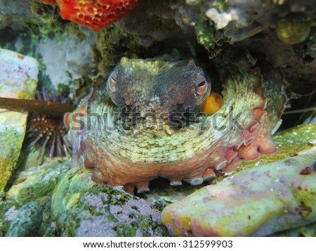 A common Octopus underwater partially hidden in a hole, Mediterranean sea, France
