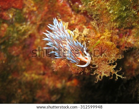 Sea slug Pilgrim hervia, Cratena peregrina, underwater in the Mediterranean sea, France