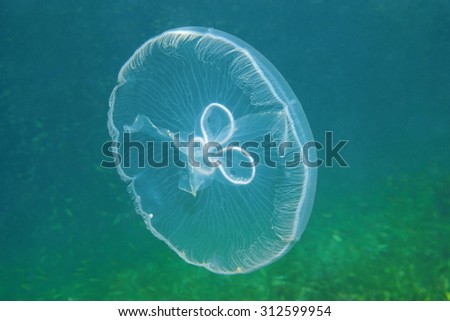 A moon jellyfish, Aurelia aurita, transparent underwater creature in the Caribbean sea