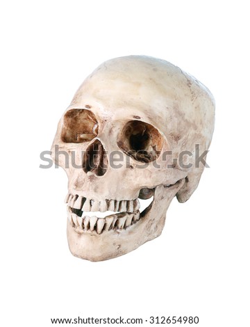 Human skull on isolated white background.Skull model .