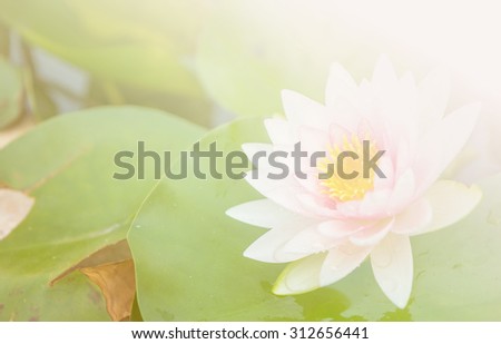 Lotus flower with soft focus color filtered as background