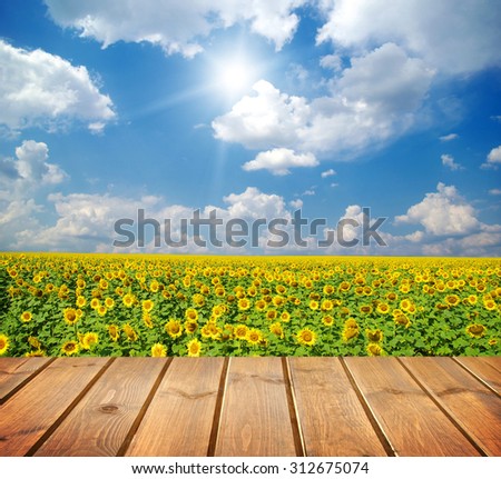 Green field under blue sky. Wood planks floor