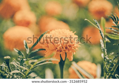 Calendula officinalis (pot marigold), vintage
