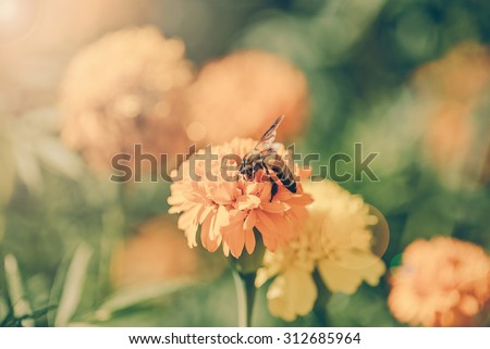 Bee on double orange marigold, genus Tagetes, or species Calendula officinalis brighten up the autumn garden ,vintage