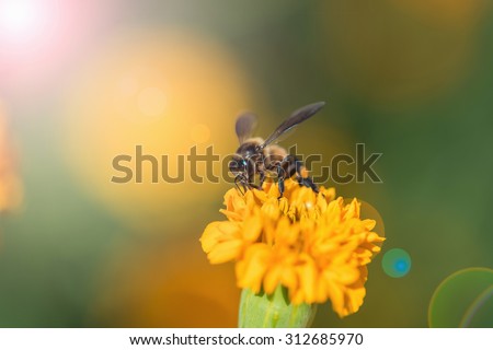 Bee on double orange marigold, genus Tagetes, or species Calendula officinalis brighten up the autumn garden