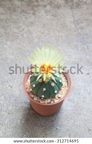 Cactus with blooming yellow flower on concrete background
