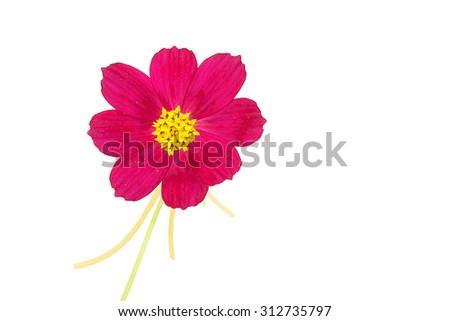 Pink cosmos and yellow harvested . Frame roof to adjust the backlight and picture with white background . To avoid image It was not sharp like to shoot outdoors, photography , flowers,
